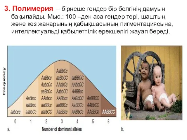 3. Полимерия – бірнеше гендер бір белгінің дамуын бақылайды. Мыс.: 100