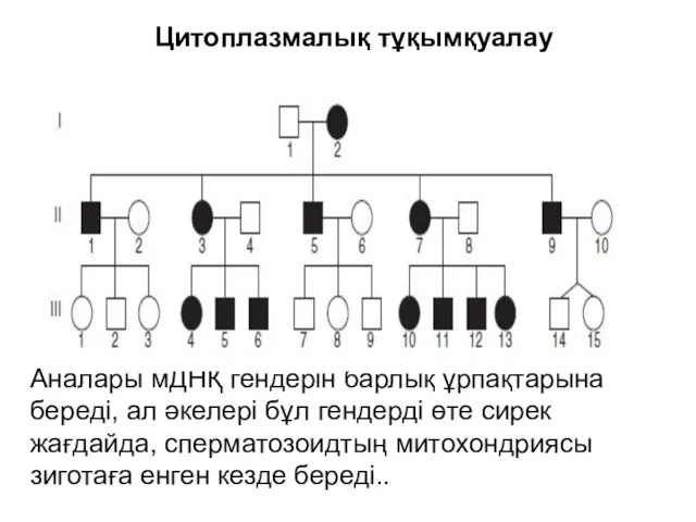 Цитоплазмалық тұқымқуалау Аналары мДНҚ гендерін барлық ұрпақтарына береді, ал әкелері бұл