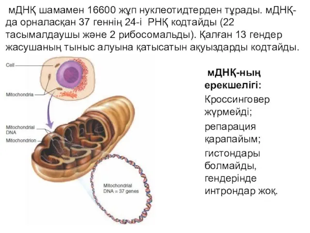 мДНҚ-ның ерекшелігі: Кроссинговер жүрмейді; репарация қарапайым; гистондары болмайды, гендерінде интрондар жоқ.