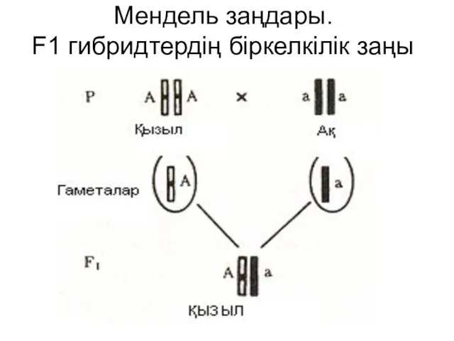 Мендель заңдары. F1 гибридтердің біркелкілік заңы