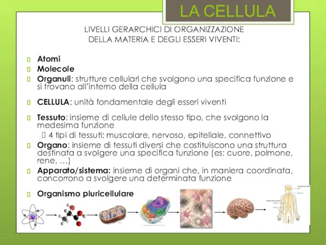 LA CELLULA LIVELLI GERARCHICI DI ORGANIZZAZIONE DELLA MATERIA E DEGLI ESSERI