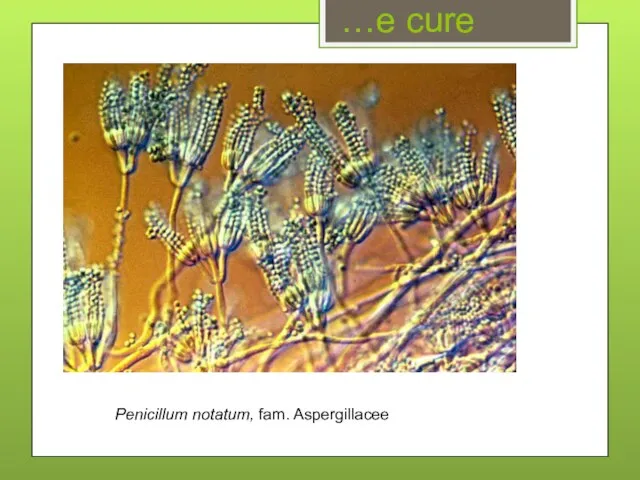 …e cure Penicillum notatum, fam. Aspergillacee