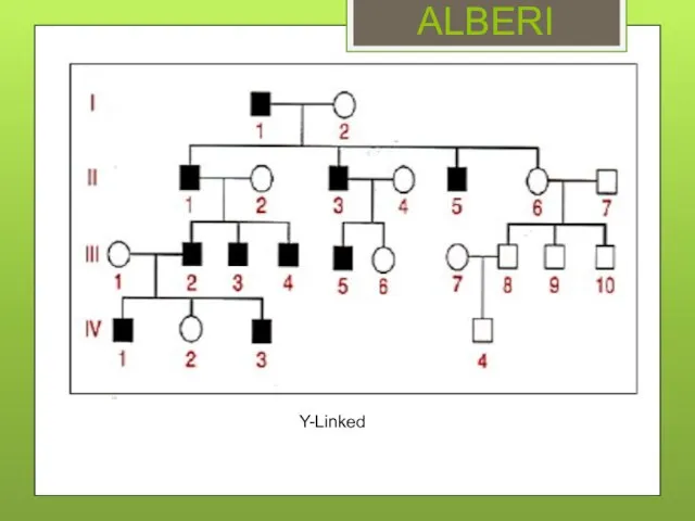 ALBERI Y-Linked