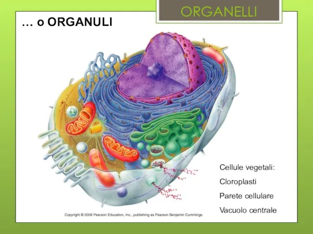 ORGANELLI … o ORGANULI Cellule vegetali: Cloroplasti Parete cellulare Vacuolo centrale