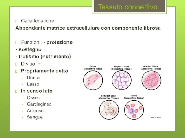 Tessuto connettivo Caratteristiche: Abbondante matrice extracellulare con componente fibrosa Funzioni: -