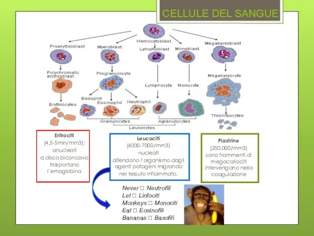 CELLULE DEL SANGUE Eritrociti (4,5-5mln/mm3): anucleati a disco biconcavo trasportano l’emoglobina