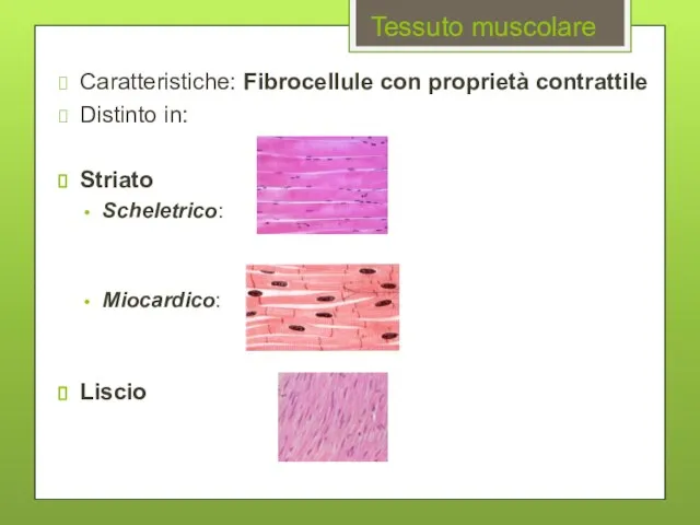 Tessuto muscolare Caratteristiche: Fibrocellule con proprietà contrattile Distinto in: Striato Scheletrico: Miocardico: Liscio