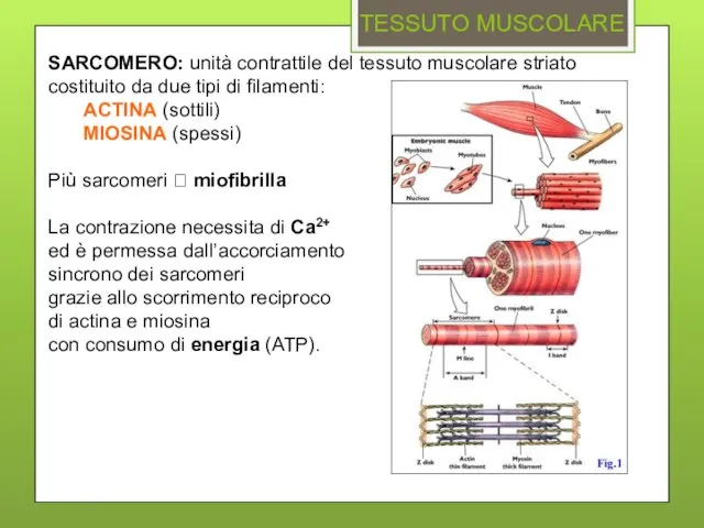 TESSUTO MUSCOLARE SARCOMERO: unità contrattile del tessuto muscolare striato costituito da