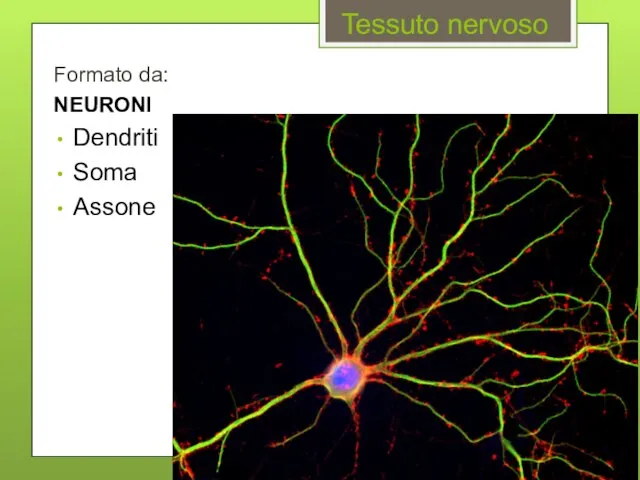 Tessuto nervoso Formato da: NEURONI Dendriti Soma Assone