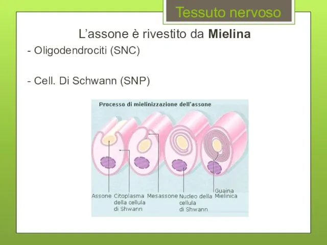 Tessuto nervoso L’assone è rivestito da Mielina - Oligodendrociti (SNC) - Cell. Di Schwann (SNP)