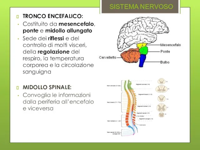 SISTEMA NERVOSO TRONCO ENCEFALICO: Costituito da mesencefalo, ponte e midollo allungato