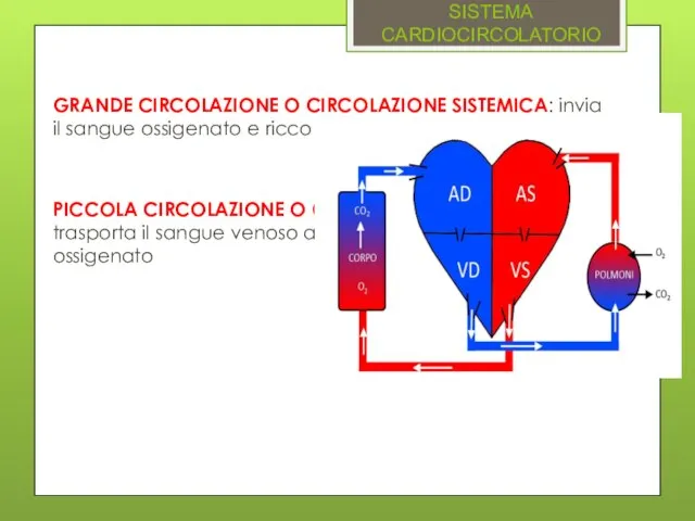 SISTEMA CARDIOCIRCOLATORIO GRANDE CIRCOLAZIONE O CIRCOLAZIONE SISTEMICA: invia il sangue ossigenato