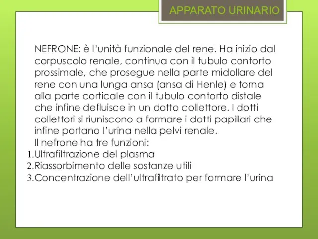 APPARATO URINARIO NEFRONE: è l’unità funzionale del rene. Ha inizio dal