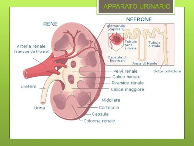 APPARATO URINARIO