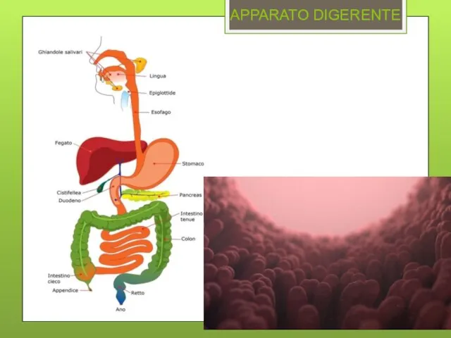 APPARATO DIGERENTE