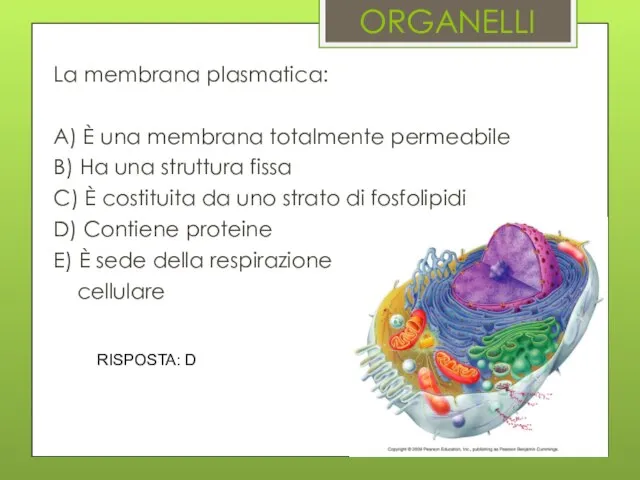 ORGANELLI La membrana plasmatica: A) È una membrana totalmente permeabile B)