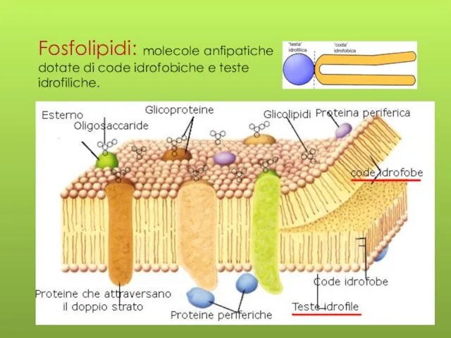 Fosfolipidi: molecole anfipatiche dotate di code idrofobiche e teste idrofiliche.
