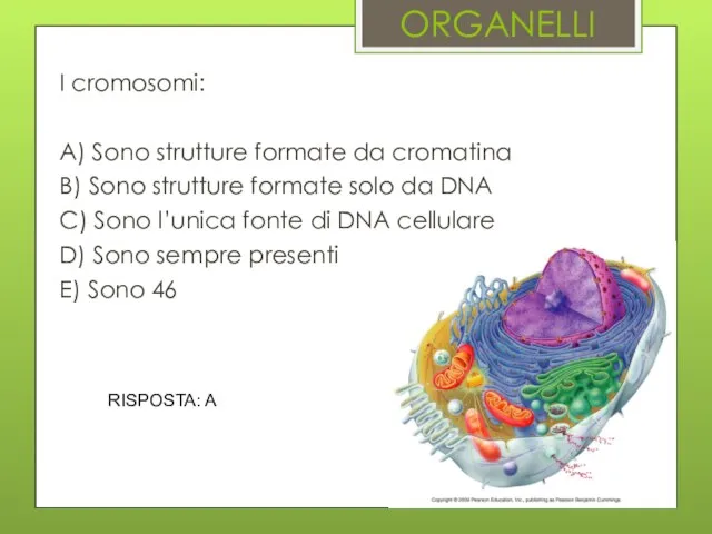 ORGANELLI I cromosomi: A) Sono strutture formate da cromatina B) Sono