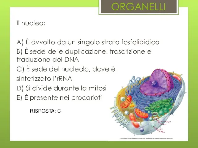 ORGANELLI Il nucleo: A) È avvolto da un singolo strato fosfolipidico