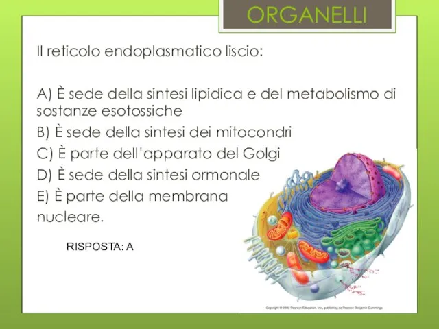 ORGANELLI Il reticolo endoplasmatico liscio: A) È sede della sintesi lipidica