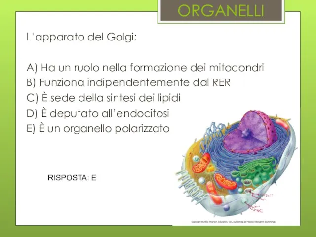 ORGANELLI L’apparato del Golgi: A) Ha un ruolo nella formazione dei