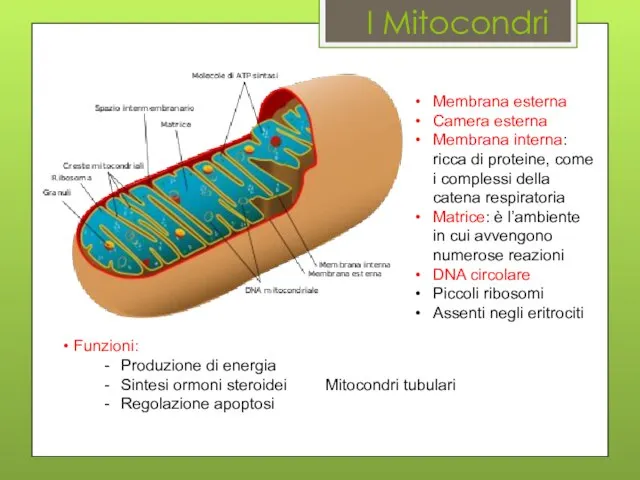 I Mitocondri Membrana esterna Camera esterna Membrana interna: ricca di proteine,