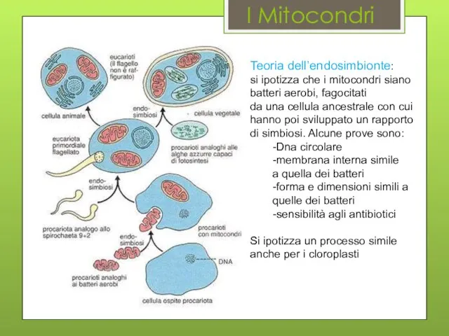 I Mitocondri Teoria dell’endosimbionte: si ipotizza che i mitocondri siano batteri