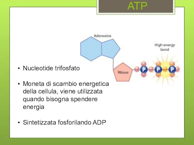 ATP Nucleotide trifosfato Moneta di scambio energetica della cellula, viene utilizzata