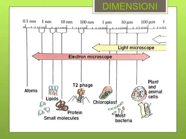 DIMENSIONI