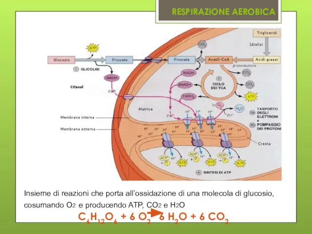 RESPIRAZIONE AEROBICA Insieme di reazioni che porta all’ossidazione di una molecola