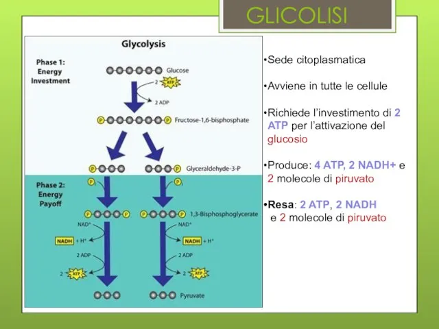 GLICOLISI Sede citoplasmatica Avviene in tutte le cellule Richiede l’investimento di