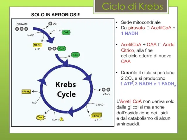 Ciclo di Krebs Sede mitocondriale Da piruvato ? AcetilCoA + 1