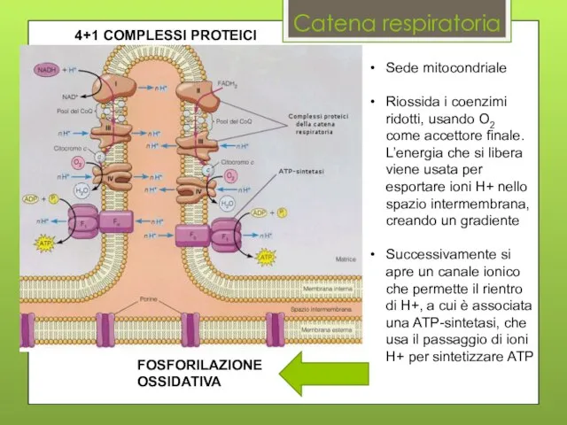 Catena respiratoria Sede mitocondriale Riossida i coenzimi ridotti, usando O2 come