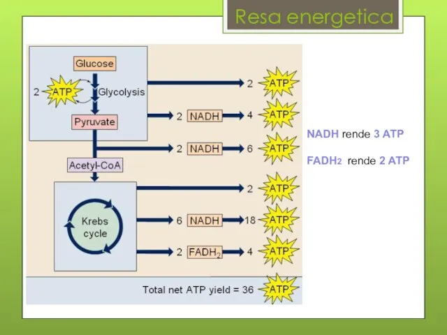 Resa energetica NADH rende 3 ATP FADH2 rende 2 ATP