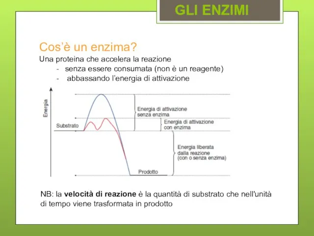 Cos’è un enzima? Una proteina che accelera la reazione senza essere