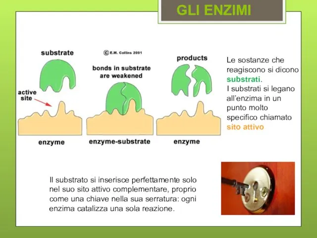 Le sostanze che reagiscono si dicono substrati. I substrati si legano