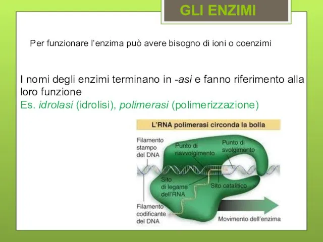 Per funzionare l’enzima può avere bisogno di ioni o coenzimi I