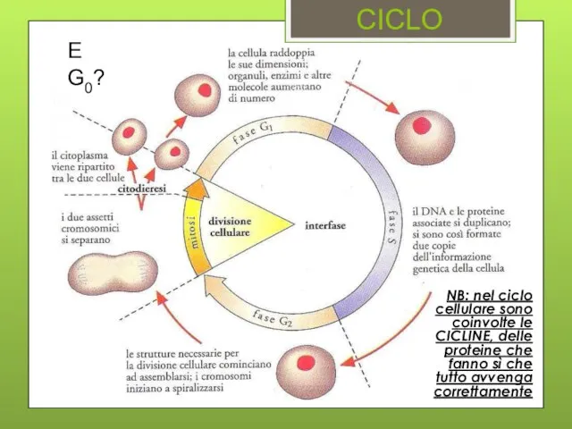 CICLO NB: nel ciclo cellulare sono coinvolte le CICLINE, delle proteine