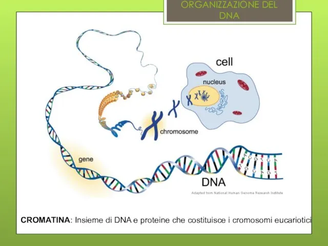 ORGANIZZAZIONE DEL DNA CROMATINA: Insieme di DNA e proteine che costituisce i cromosomi eucariotici