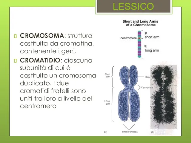 CROMOSOMA: struttura costituita da cromatina, contenente i geni. CROMATIDIO: ciascuna subunità