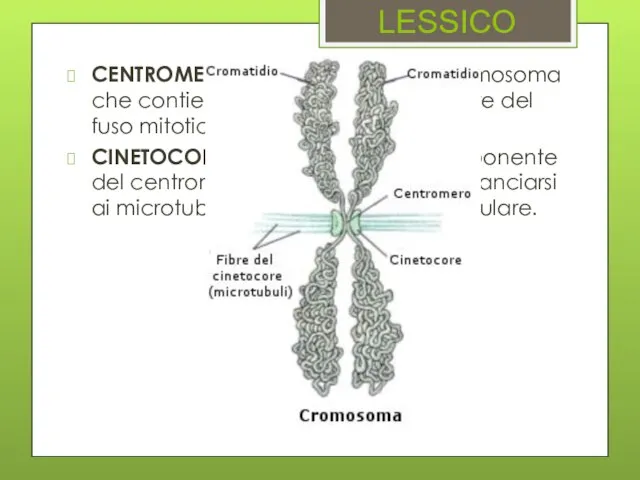 CENTROMERO: restringimento del cromosoma che contiene il sito di attacco alle