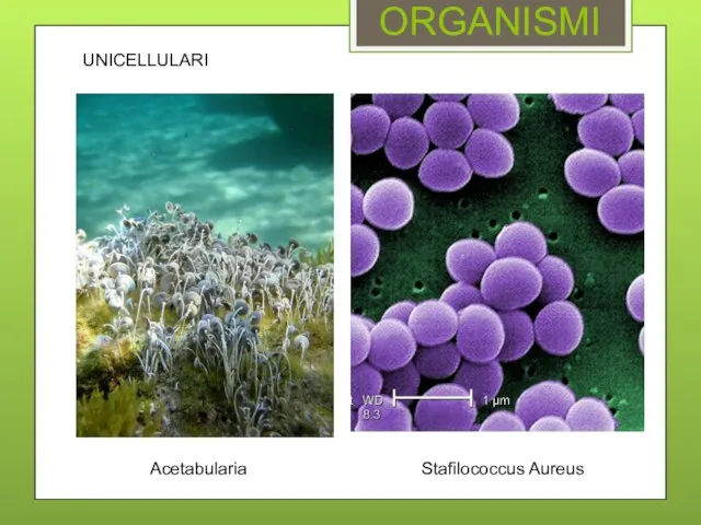 Acetabularia ORGANISMI Stafilococcus Aureus UNICELLULARI