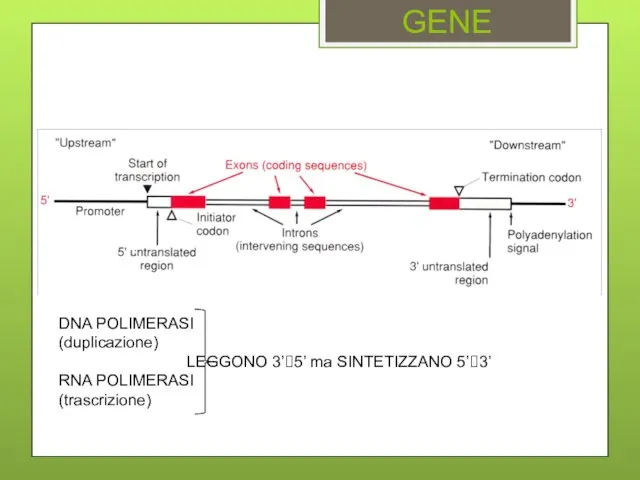 GENE DNA POLIMERASI (duplicazione) LEGGONO 3’?5’ ma SINTETIZZANO 5’?3’ RNA POLIMERASI (trascrizione)