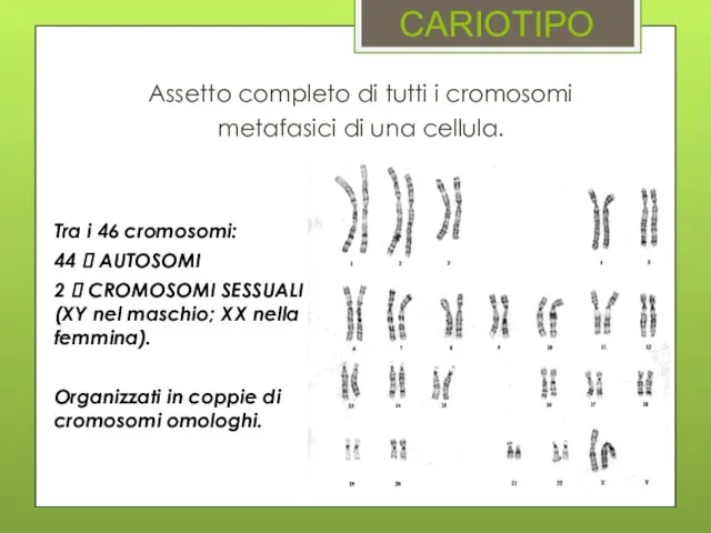 CARIOTIPO Tra i 46 cromosomi: 44 ? AUTOSOMI 2 ? CROMOSOMI