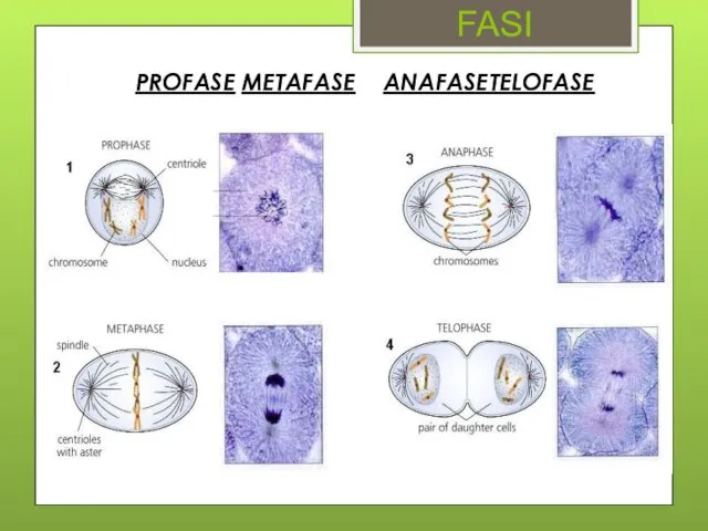 FASI PROFASE METAFASE ANAFASE TELOFASE