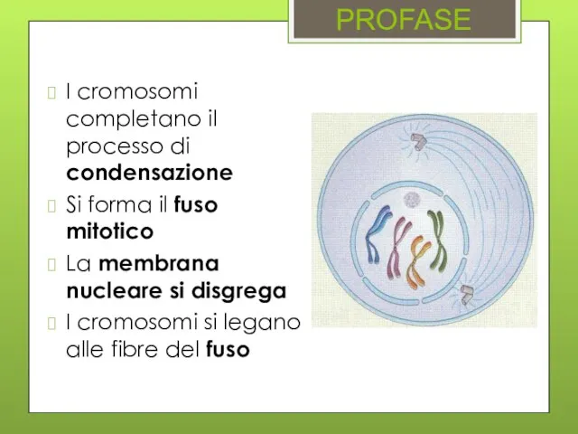 PROFASE I cromosomi completano il processo di condensazione Si forma il