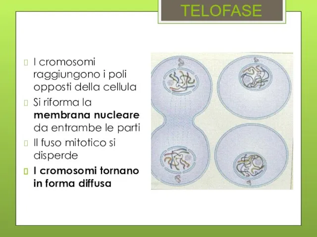 TELOFASE I cromosomi raggiungono i poli opposti della cellula Si riforma