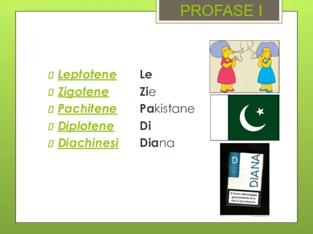 PROFASE I Leptotene Zigotene Pachitene Diplotene Diachinesi Le Zie Pakistane Di Diana