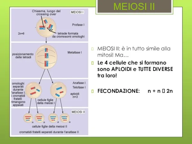 MEIOSI II MEIOSI II: è in tutto simile alla mitosi! Ma…