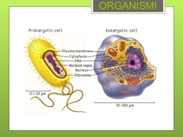 ORGANISMI